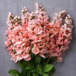 Best Sale 🥰 12 Pack: Coral Wisteria Bush by Ashland® 😍 -Ashlandty Shop MP547397 22