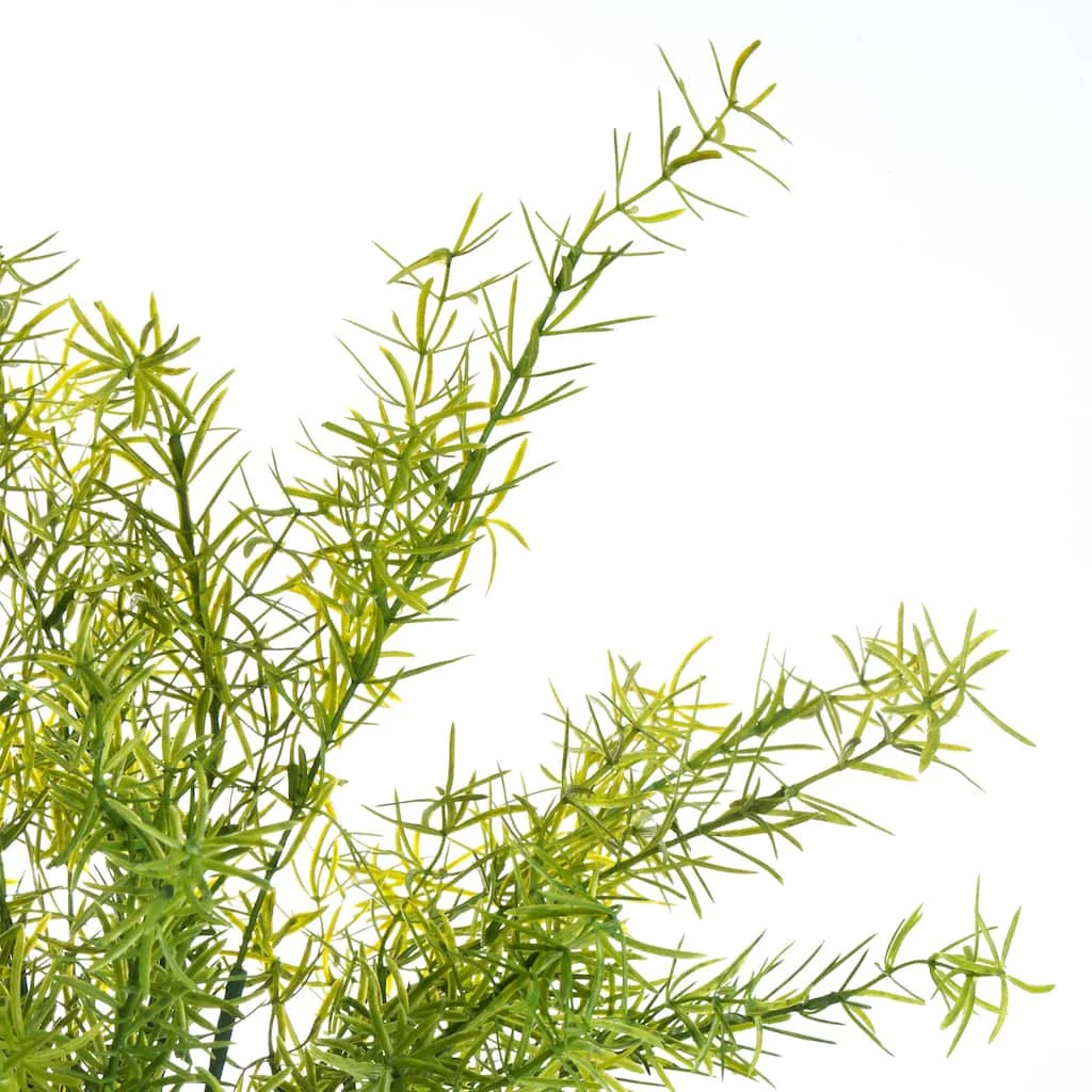 Wholesale ⭐ 12 Pack: Springeri Bush by Ashland® ⌛ 4 Wholesale ⭐ 12 Pack: Springeri Bush by Ashland® ⌛ - Image 2