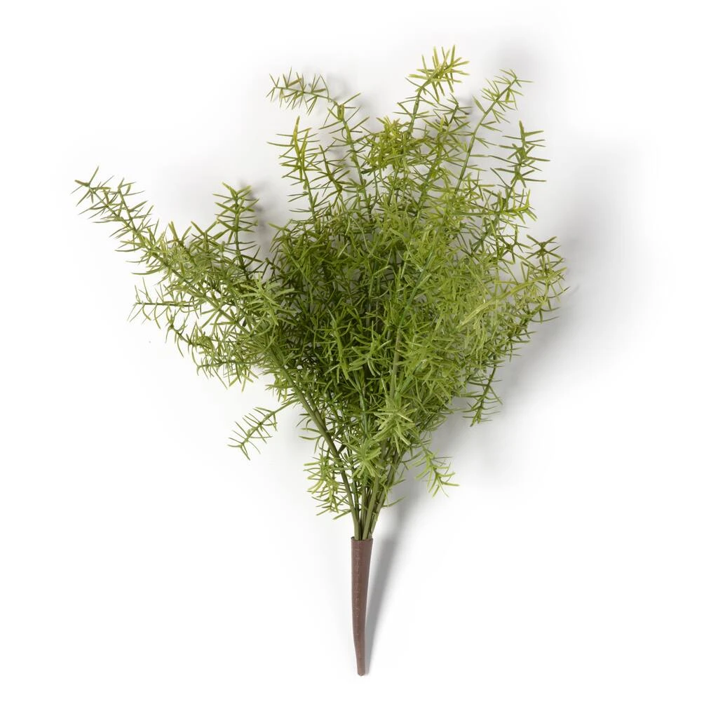 Wholesale ⭐ 12 Pack: Springeri Bush by Ashland® ⌛ 5 Wholesale ⭐ 12 Pack: Springeri Bush by Ashland® ⌛ - Image 3