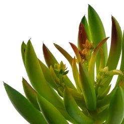 Best Sale ๐ฅ 12 Pack: Assorted Succulent Pick by Ashland® โ๏ธ 15 Best Sale ๐ฅ 12 Pack: Assorted Succulent Pick by Ashland® โ๏ธ -Ashlandty Shop MP547488 20