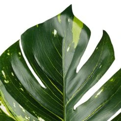 Best Pirce ✨ 12 Pack: Monstera Leaf Stem by Ashland® 👍 10 Best Pirce ✨ 12 Pack: Monstera Leaf Stem by Ashland® 👍 -Ashlandty Shop MP626467 20