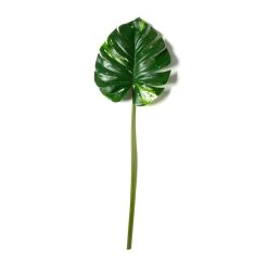 Best Pirce ✨ 12 Pack: Monstera Leaf Stem by Ashland® 👍 11 Best Pirce ✨ 12 Pack: Monstera Leaf Stem by Ashland® 👍 -Ashlandty Shop MP626467 21