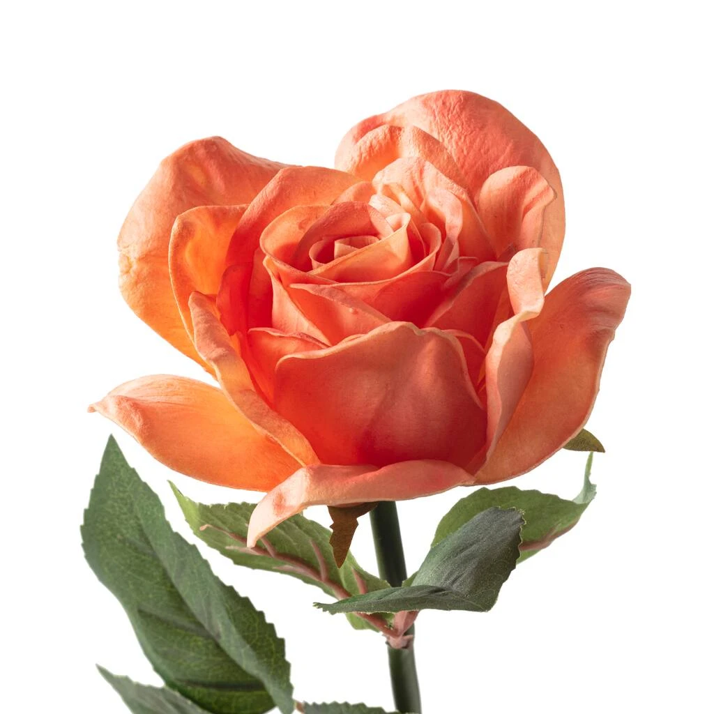 Top 10 ⌛ 6 Pack: Coral Rose Stem by Ashland® ⌛ 7 Top 10 ⌛ 6 Pack: Coral Rose Stem by Ashland® ⌛ - Image 5