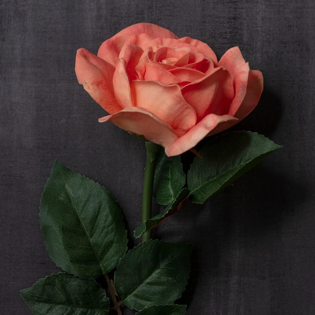 Top 10 ⌛ 6 Pack: Coral Rose Stem by Ashland® ⌛ 6 Top 10 ⌛ 6 Pack: Coral Rose Stem by Ashland® ⌛ - Image 4