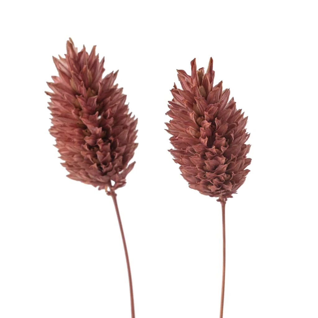 Cheap ✔️ 6 Pack: Coral Poa Grass Bundle by Ashland® ⌛ 7 Cheap ✔️ 6 Pack: Coral Poa Grass Bundle by Ashland® ⌛ - Image 5