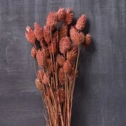 Cheap ✔️ 6 Pack: Coral Poa Grass Bundle by Ashland® ⌛ 10 Cheap ✔️ 6 Pack: Coral Poa Grass Bundle by Ashland® ⌛ -Ashlandty Shop MP628612 22