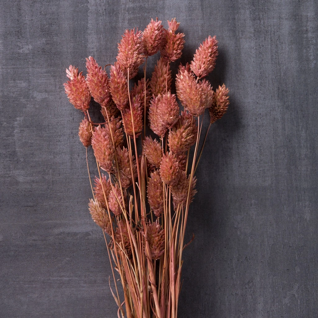 Cheap ✔️ 6 Pack: Coral Poa Grass Bundle by Ashland® ⌛ 6 Cheap ✔️ 6 Pack: Coral Poa Grass Bundle by Ashland® ⌛ - Image 4