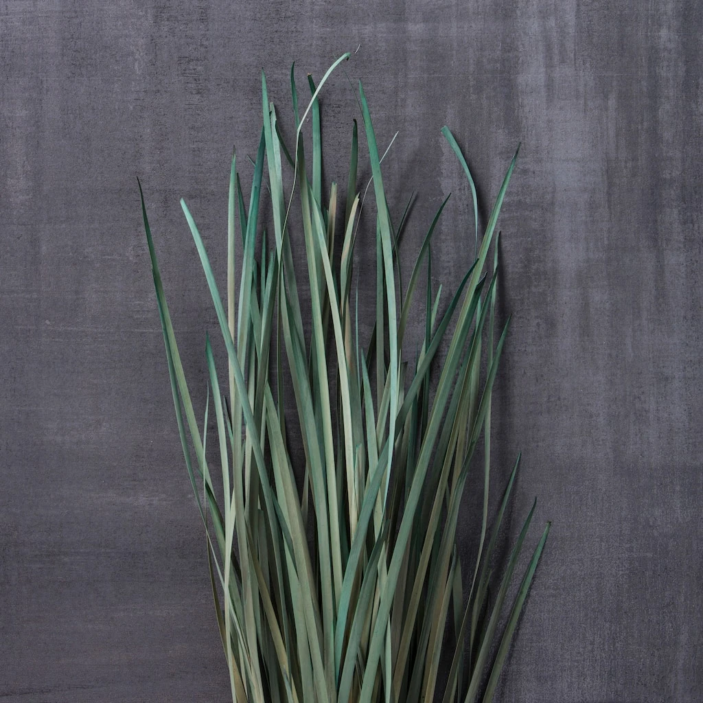 Cheapest ⌛ 8 Pack: Green Magnolia Flax Grass Bundle by Ashland® 🎉 6 Cheapest ⌛ 8 Pack: Green Magnolia Flax Grass Bundle by Ashland® 🎉 - Image 4